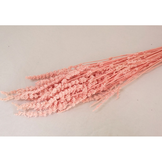 Сухоцвет Лаванда РОЗОВЫЙ 70 гр