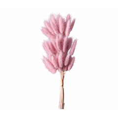 Сухоцвет Лагурус 60шт/пач СВЕТЛО-ЛИЛОВЫЙ