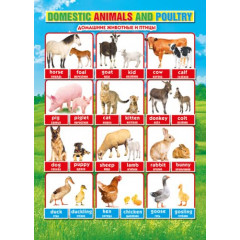 Мини-плакат двусторонний "Дикие животные/Домашние животные"