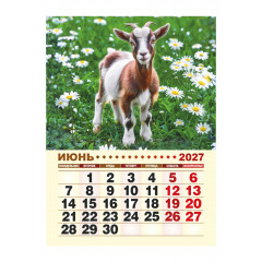 Календарь отрывной на магните на 2027 год "Год Козы"