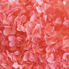 Сухоцвет Гортензия НАСЫЩЕННО-РОЗОВЫЙ 1шт