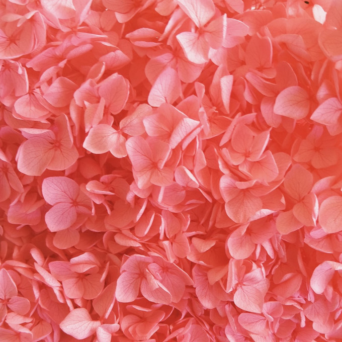 Сухоцвет Гортензия НАСЫЩЕННО-РОЗОВЫЙ 1шт