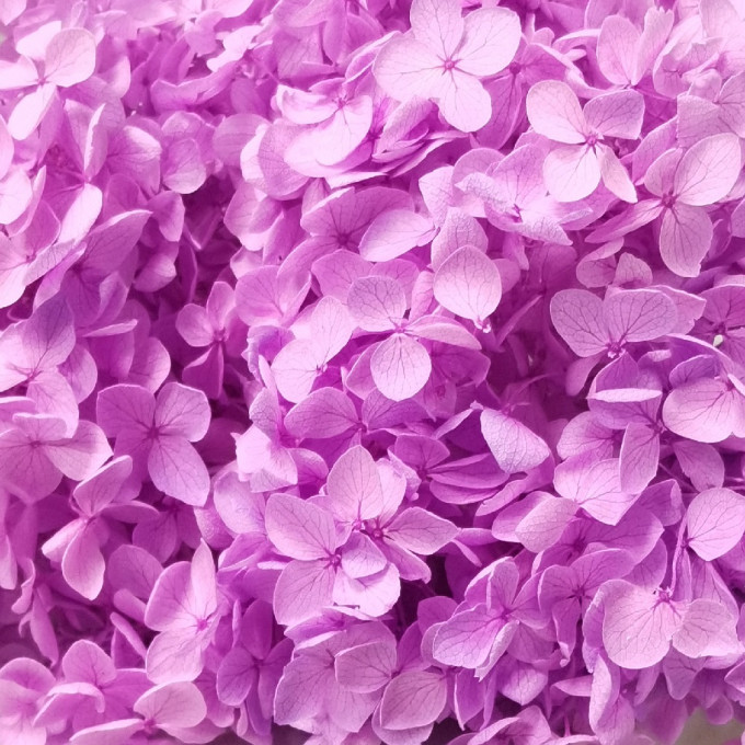 Сухоцвет Гортензия НАСЫЩЕННО-РОЗОВЫЙ 1шт