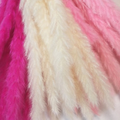 Сухоцвет Камыш 8шт/упак БЕЛЫЙ