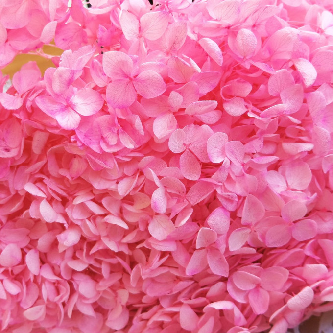 Сухоцвет Гортензия Розовый  1 шт