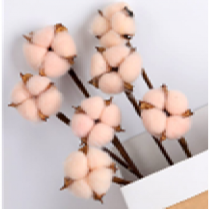 Сухоцвет Хлопок 10шт в 1 букете ПЕРСИКОВЫЙ